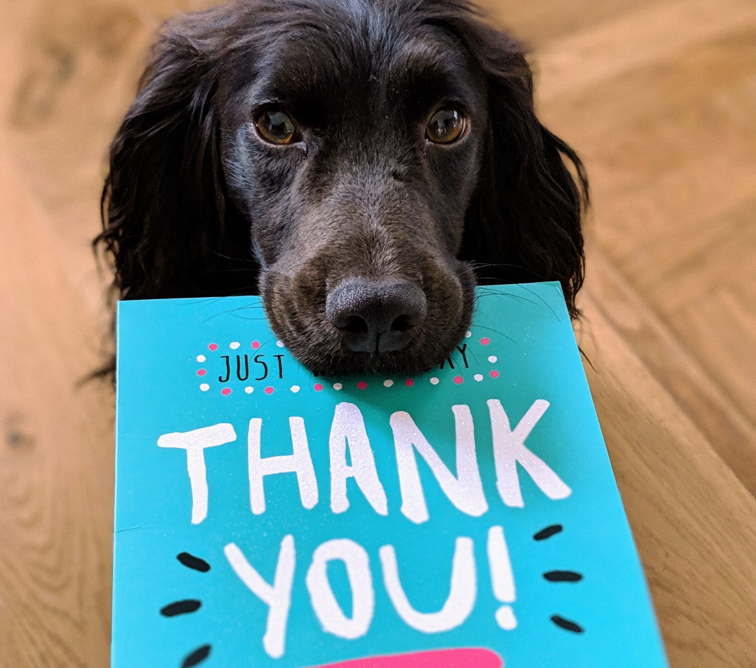 dog holding thank you card in mouth
